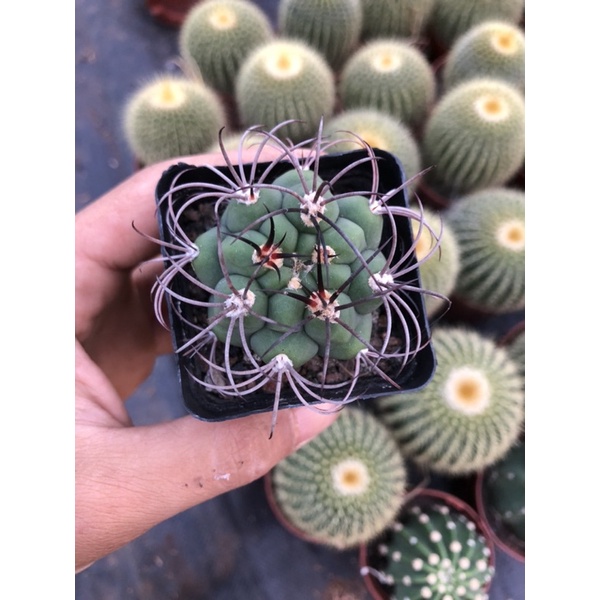 Xương rồng TÂN THIÊN ĐỊA, Size 5.5-9 cm, 1 đổi 1