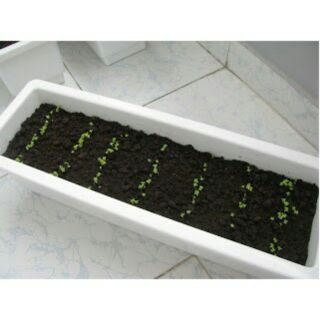 6 chiếc chậu chữ nhật trồng rau kích thước  (48cm x20cm x16cm )