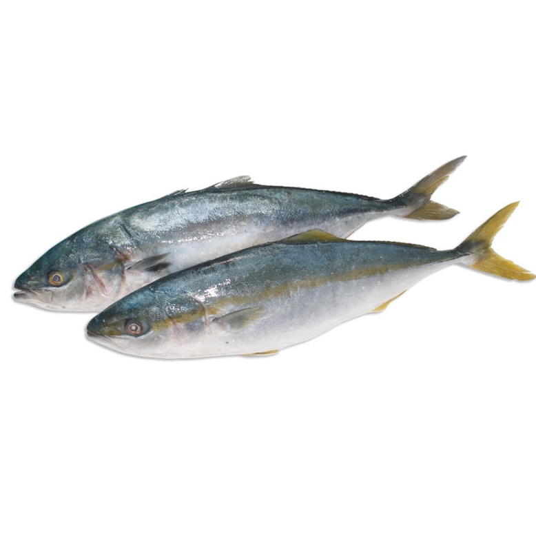 Cá cam 1kg