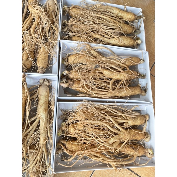 SÂM TƯƠI CHUẨN HÀN QUỐC_LOẠI 6 CỦ/1KG 6 NĂM TUỔI