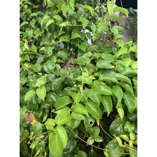 lá giang vườn 300g