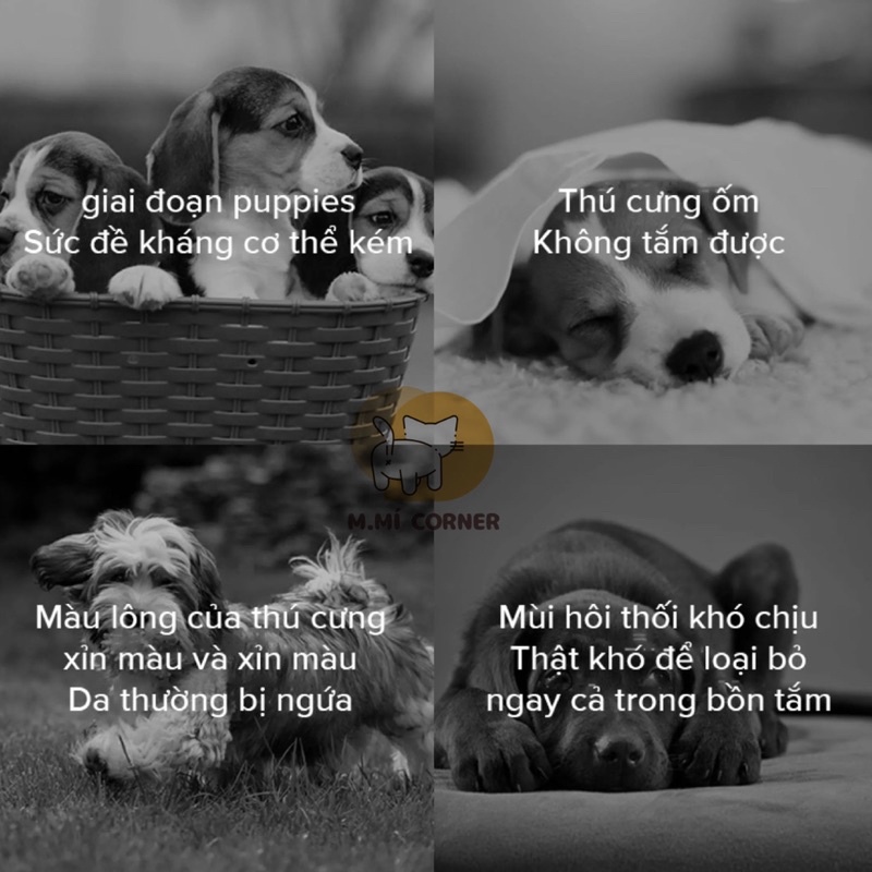 Sữa Tắm Khô Bọt Tắm Khô Dành Cho Chó Mèo Borammy 400ML