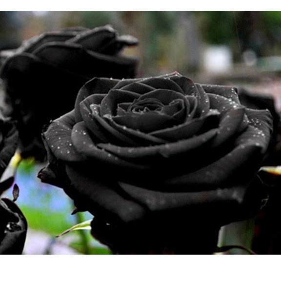 Hạt giống Hoa Hồng Đen - 10 Hạt siêu hoa