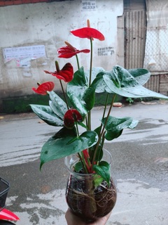 Chậu Hồng Môn Thuỷ Sinh