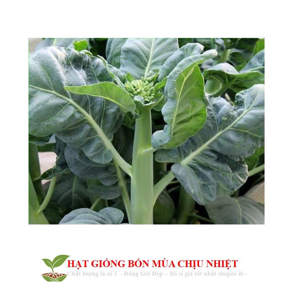 Hạt giống cải rổ