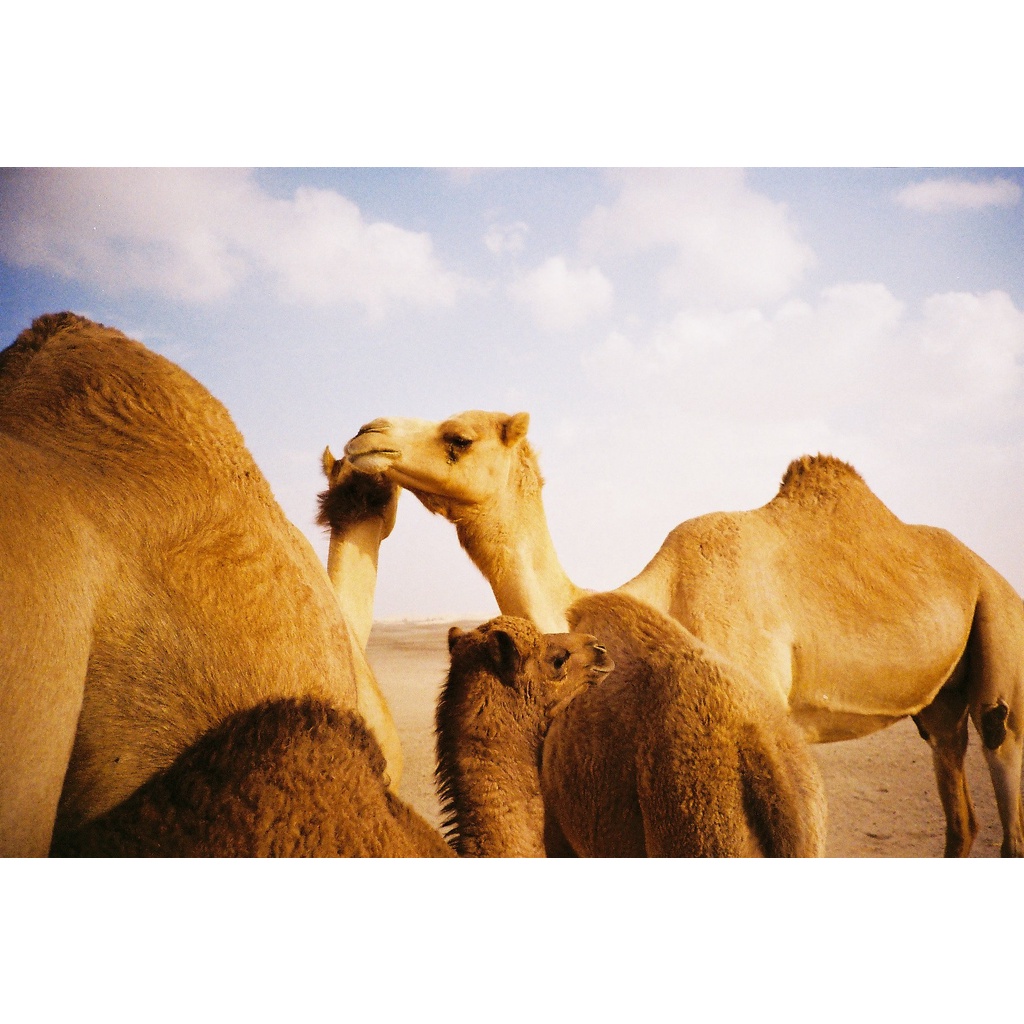 Phim Kodak Pro Image ISO 100, Màu Color, 135/35mm x 36 Kiểu, In Date Cho Máy Chụp Ảnh Film - LIIQ Flash