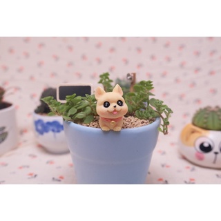 Phu kiện Chú Chó Shiba mắt to