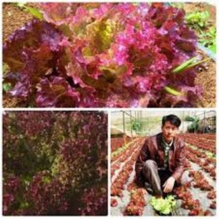 Hạt giống Rau Xà Lách Xoăn Tím