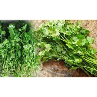 [ Bán chạy ] Hạt giống Rau Mùi-20g (tặng kèm 20 hạt Cải Kale Khủng Long)