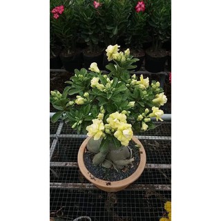 Hoa Sứ Thái - Hoa sứ nhà nàng