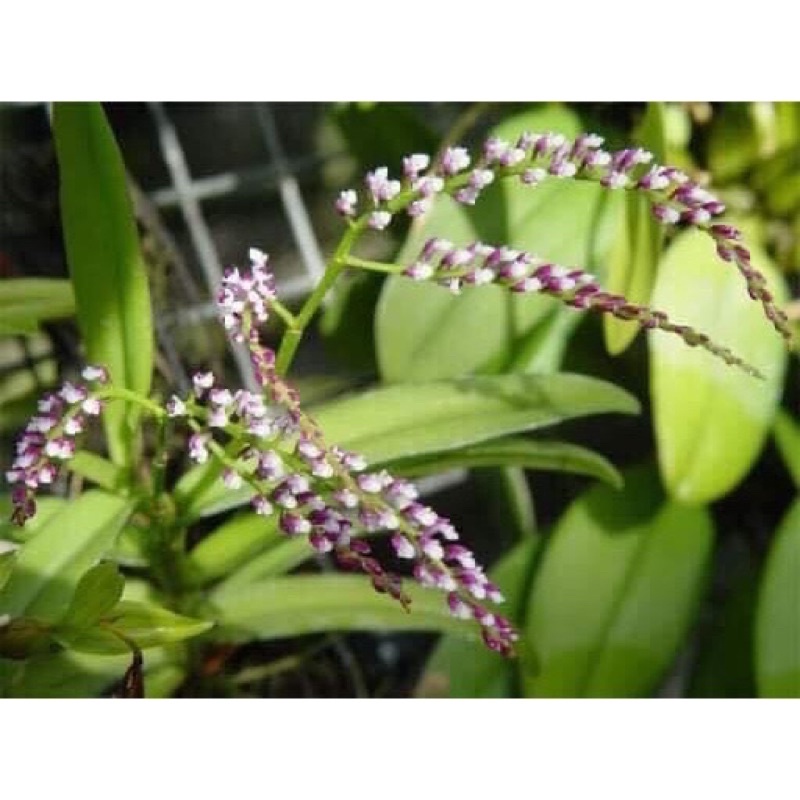 Hoa Lan quý trứng bướm hoa dài sỉ 15k