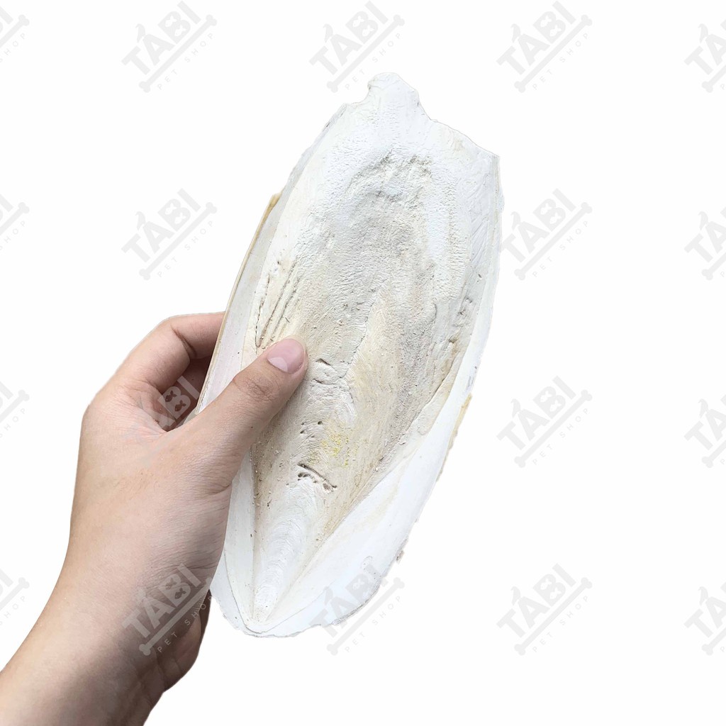 100g Nang Mực (Mai Mực) Cho Vẹt, Két, Chim Yến Phụng,... - Cung Cấp Canxi Cho Chim