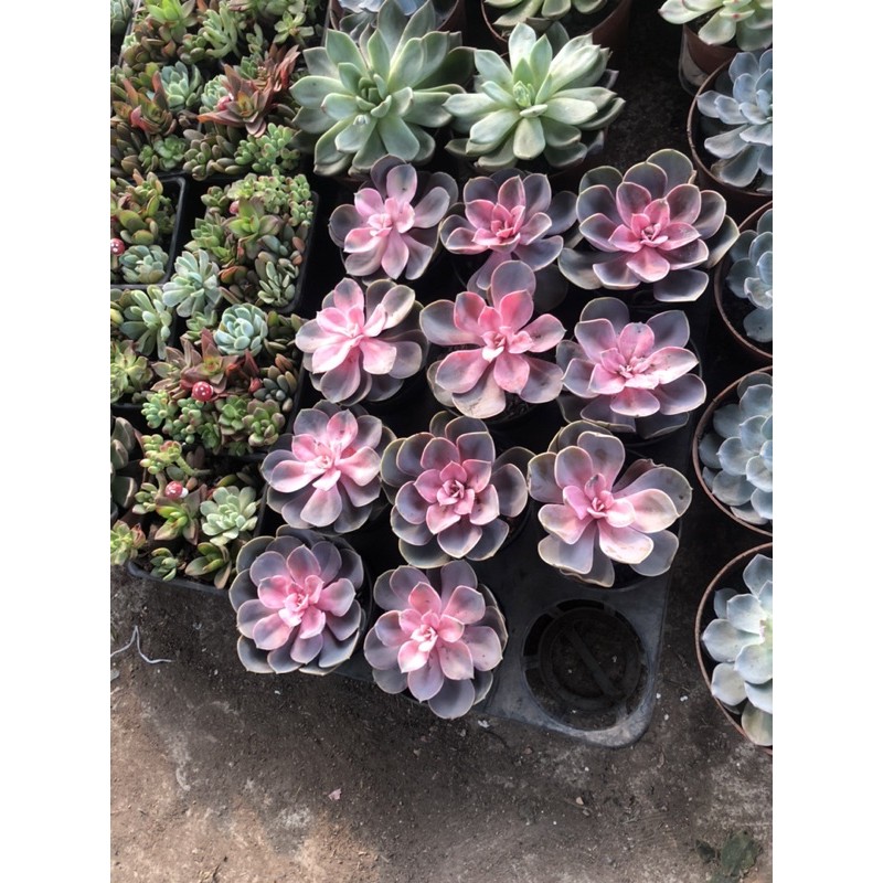 Sen đá hồng tâm - cây khỏe mạnh thuần khí hậu dễ chăm