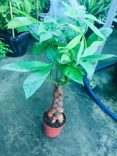 KIM NGÂN BÍNH 3 THÂN LỚN