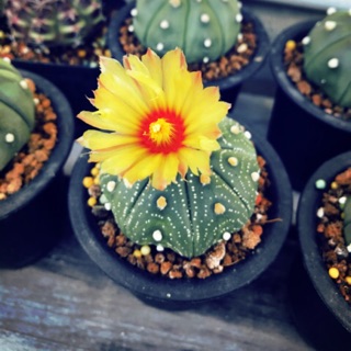 Xương rồng aster nudum