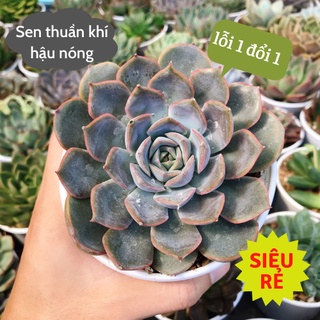 Sen đá Viền Tím size trung 10-12cm siêu rẻ đẹp