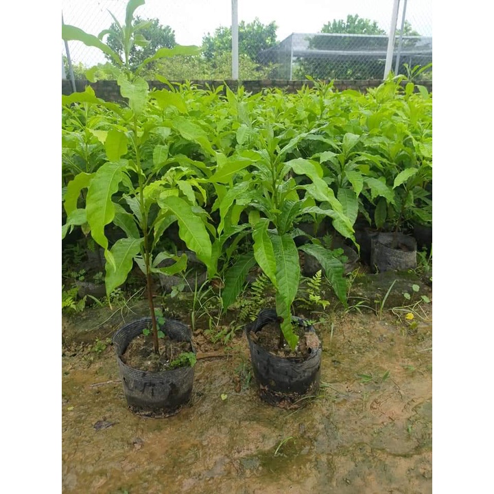 Cây Giống Vú Sữa Hoàng Kim