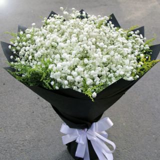 50 HẠT GIỐNG HOA BABY TRẮNG [CHẤT LƯỢNG]