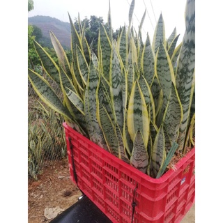 cây lưỡi hổ viền vàng (hàng chọn đẹp)