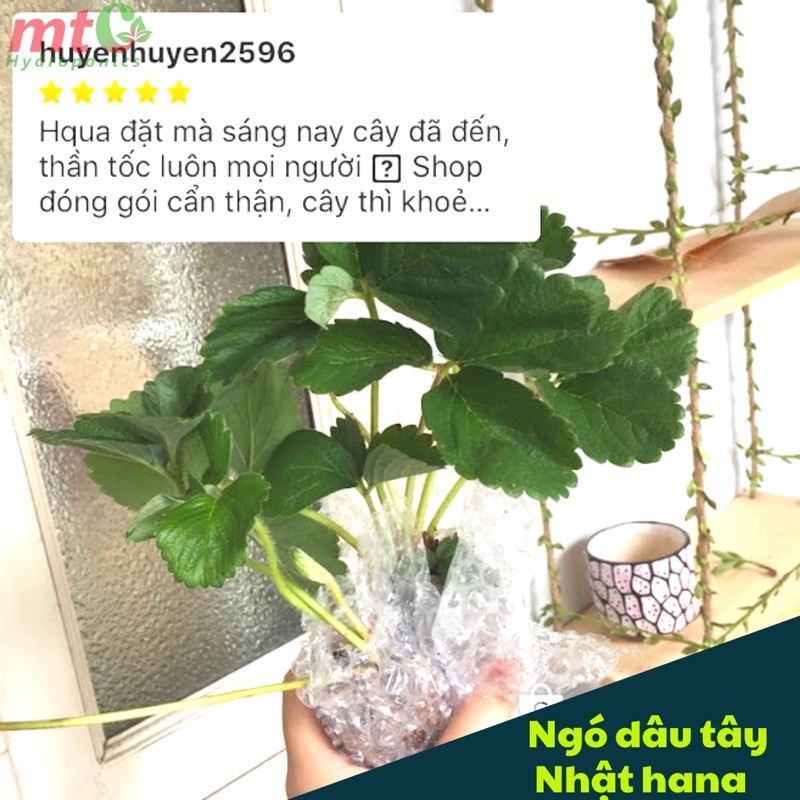 Combo 5 Ngó Dâu Tây Nhật Hana, chịu nhiệt tốt, quả ngọt