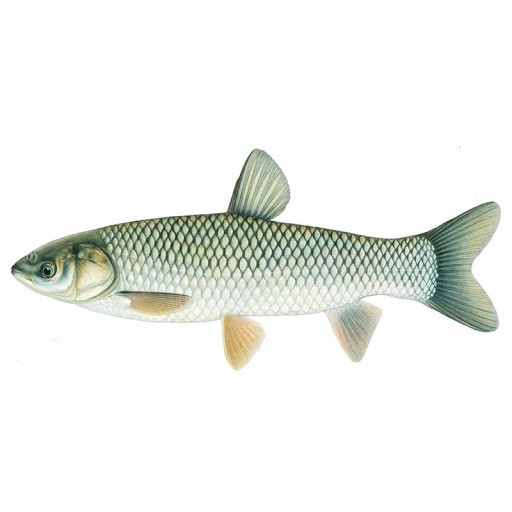CẦN CÂU TAY SHIMANO, DAIWA,  CẦN CÂU TAY GIÁ RẺ.