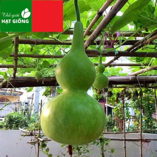 Hạt giống bầu hồ lô cao sản 1 tháng f1