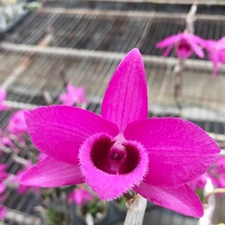 Trần rồng đỏ (bảng gỗ)