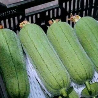 Hạt giống mướp táo Đài Loan