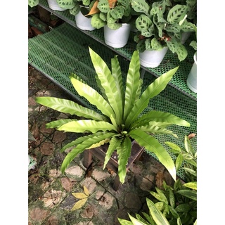 Cây Tổ Phượng/ Cây Ráng Ổ Phụng