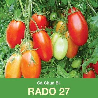 Hạt giống Cà Chua Bi RADO 27 (0.1gr)