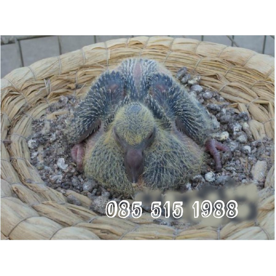 Ổ ĐẺ CHO CHIM BỒ CÂU
