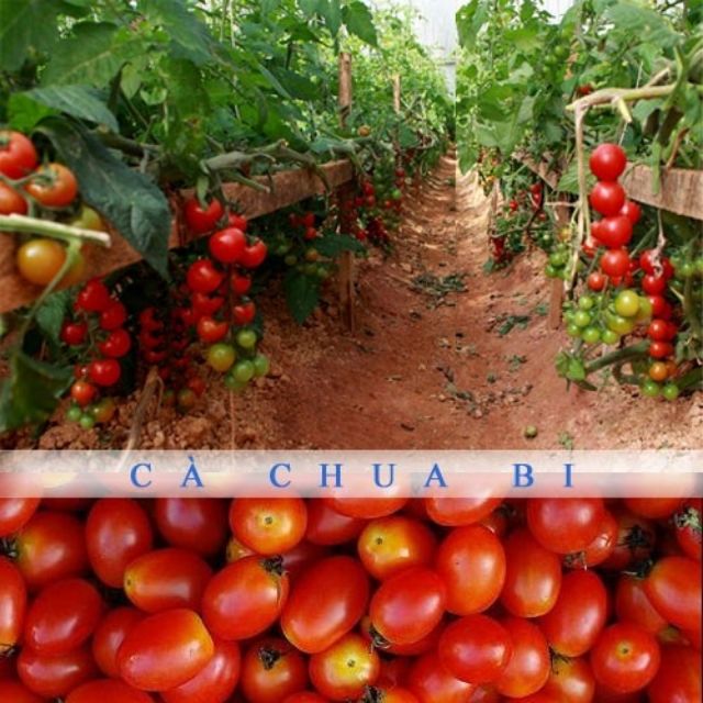 Hạt giống Cà chua bi siêu trái 30 hạt - Rau củ quả trồng tại vườn, sân thượng, nông trang, ban công