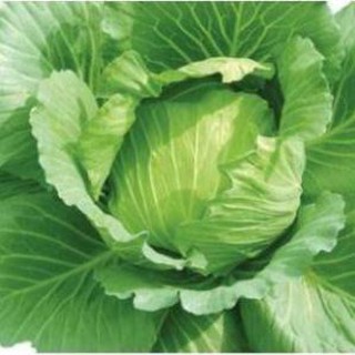 200 hạt giống bắp cải xanh F1