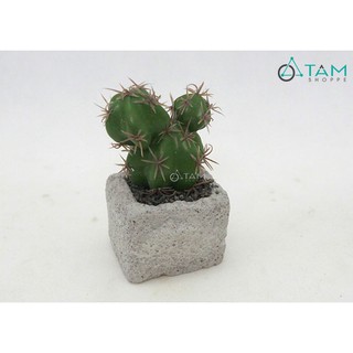Chậu xương rồng giả mini để bàn số 81