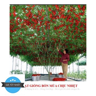 Cà Chua Bạch Tuộc ( Cà chua leo giàn) 10 hạt