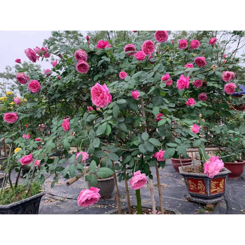 Phân Bón Lá Đầu Trâu MK 901 - Chuyên Hoa Lan, Cây Cảnh, Hoa Hồng