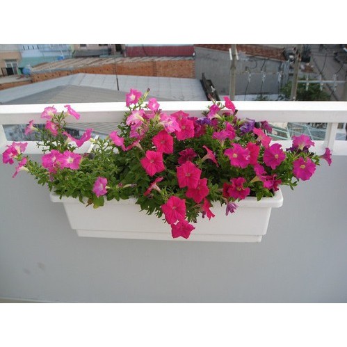 Chậu máng nhựa trồng rau, cây hoa cảnh, nuôi cá size 50*20*16cm
