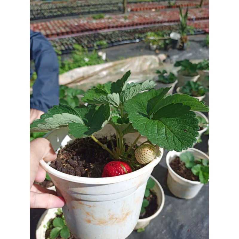 Chậu cây dâu tây Pháp