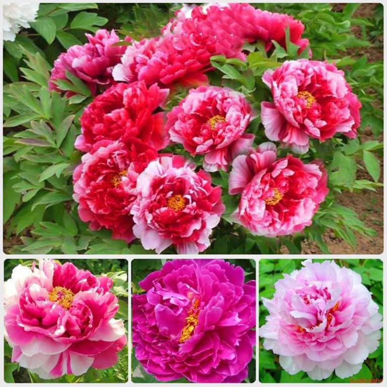 Hạt Giống Hoa Mẫu Đơn Mix Đủ Màu (gói 10 hạt, tặng phân)