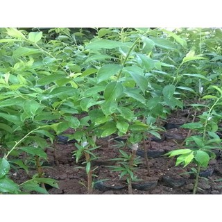 Cây Mận Tam Hoa(combo 2 cây)