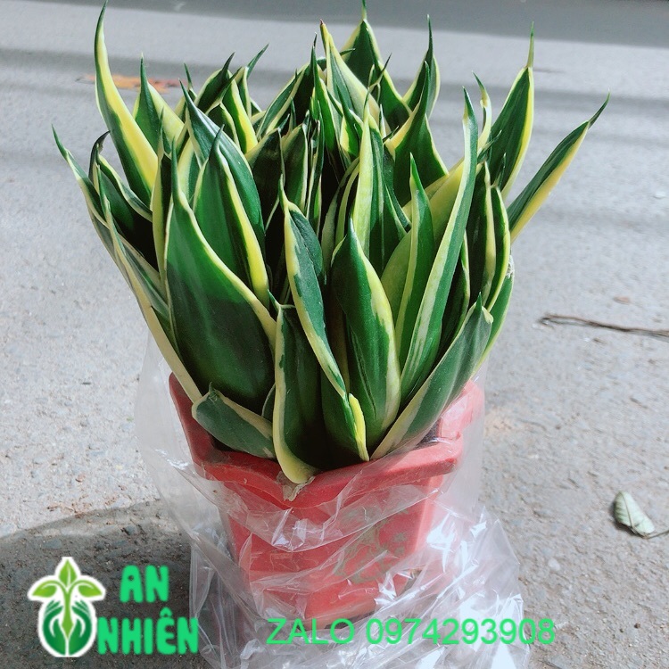 Lưỡi Hổ Thái Xanh Size Lớn