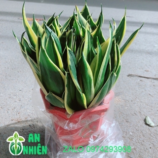 Lưỡi hổ thái xanh size lớn