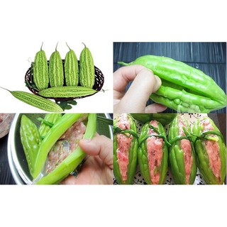Hạt giống Khổ Qua