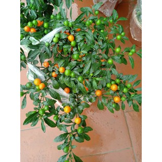 quất  nhật cảnh chơi tết