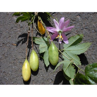 Hạt giống chanh leo dây chuối - tặng kèm 1 gói hạt giống ngẫu nhiên