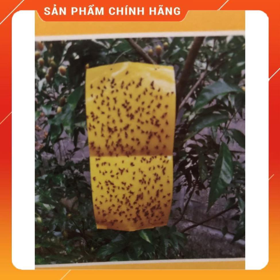 Tấm dính ruồi vàng hàng loại Trung Quốc siêu dính siêu bền dẫn dụ tốt kích thước 20x40cm