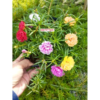 Chậu hoa 10h thái nhiều màu