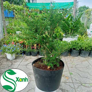 Cây Linh Sam Lớn