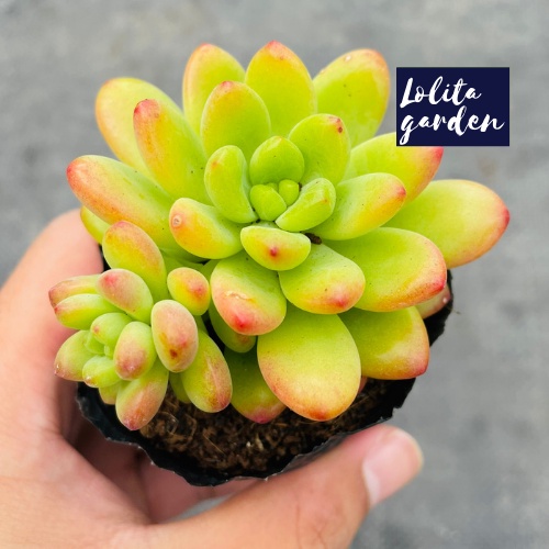 Sen đá sỏi thiên thanh xanh Đà Lạt size bé cây cảnh trang trí nhà cửa Lolita garden