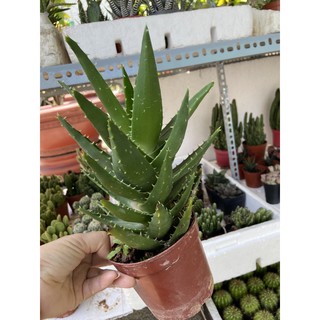 Nha đam kiểng (size vừa)